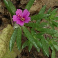 Portulaca pilosa L.